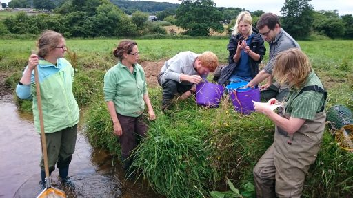group of adults surveying crayfish