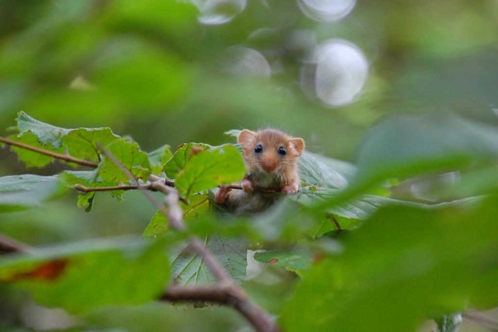 Hazel dormouse perching on a twig amongst leaves