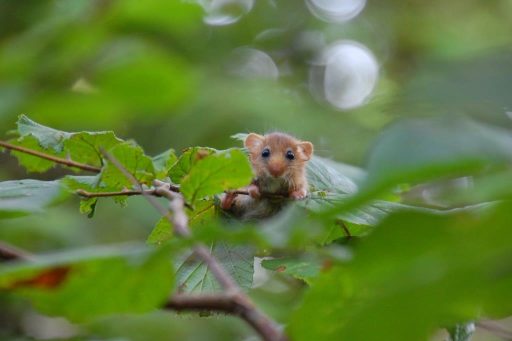 hazel-dormouse-mount-fancy-blackdown-hills-23092015_for_web Hazel dormouse perching on a twig amongst leaves