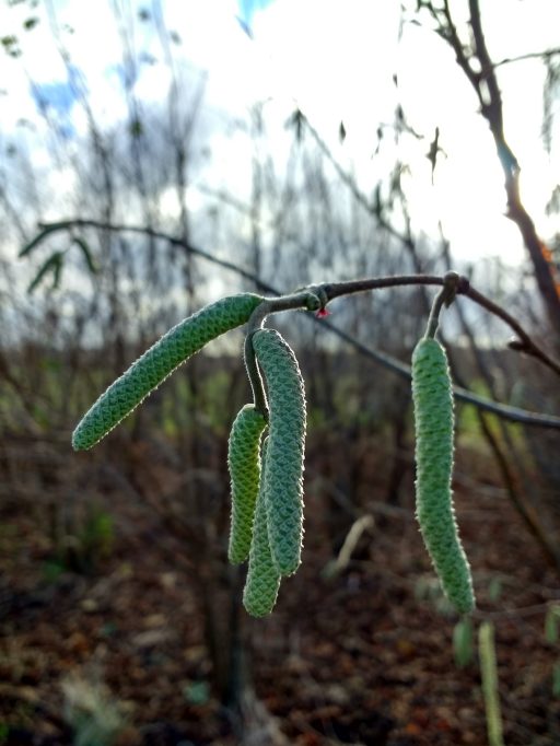close-up of catkins