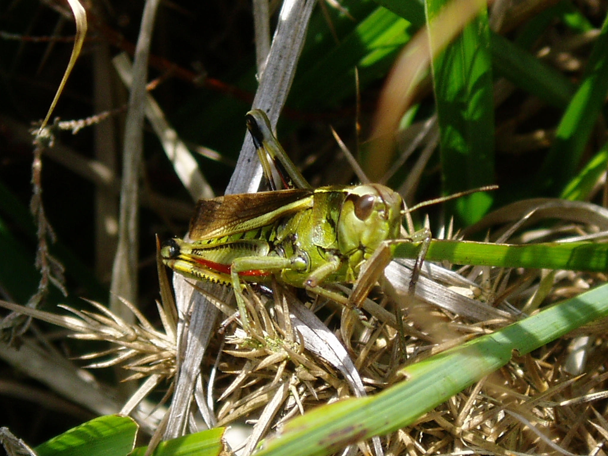 Large marsh grasshopper at Ringdown