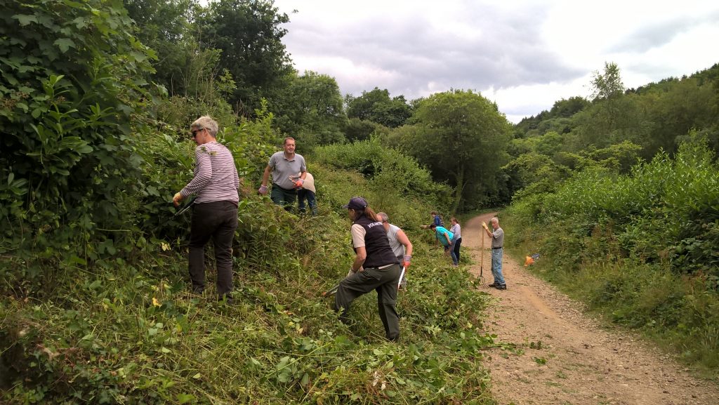 Volunteers helping with conservation tasks