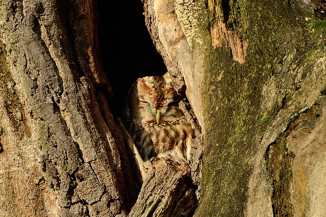 Tawny owl nestled in a tree trunk