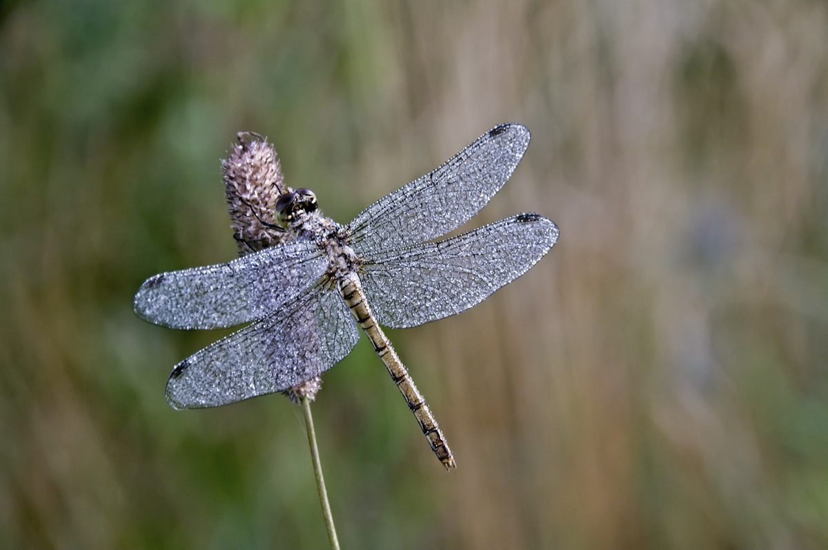 Four-spotted chaser in dew. Photo: S Adams
