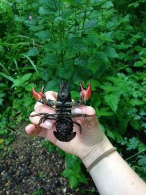 Signal crayfish - the invasive species