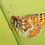 Marsh Fritillary Photo: Butterfly Conservation