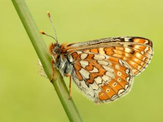 Marsh Fritillary Photo: Butterfly Conservation