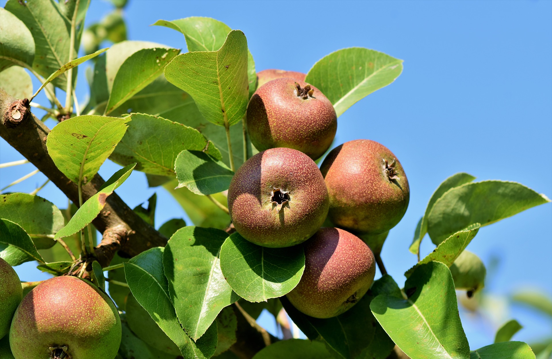 Apple tree. Photo: Pixabay