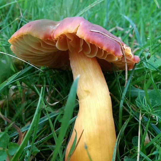 Crimson wax cap mushroom