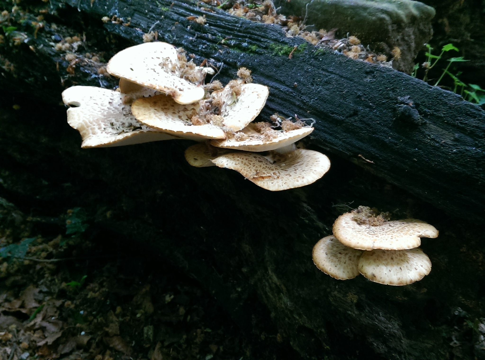 Fungi on a tree trunk
