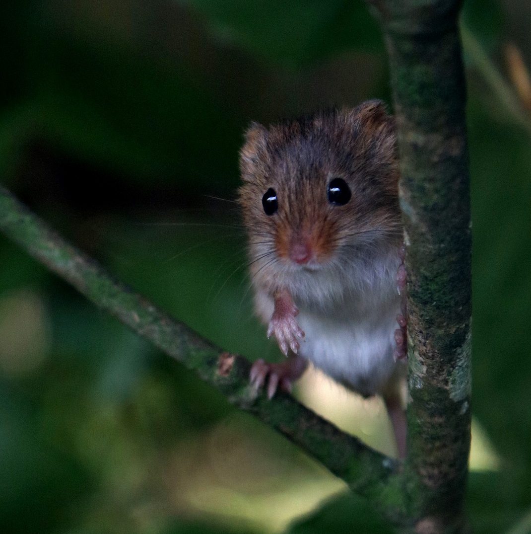 Harvest mouse. Photo: Pixabay