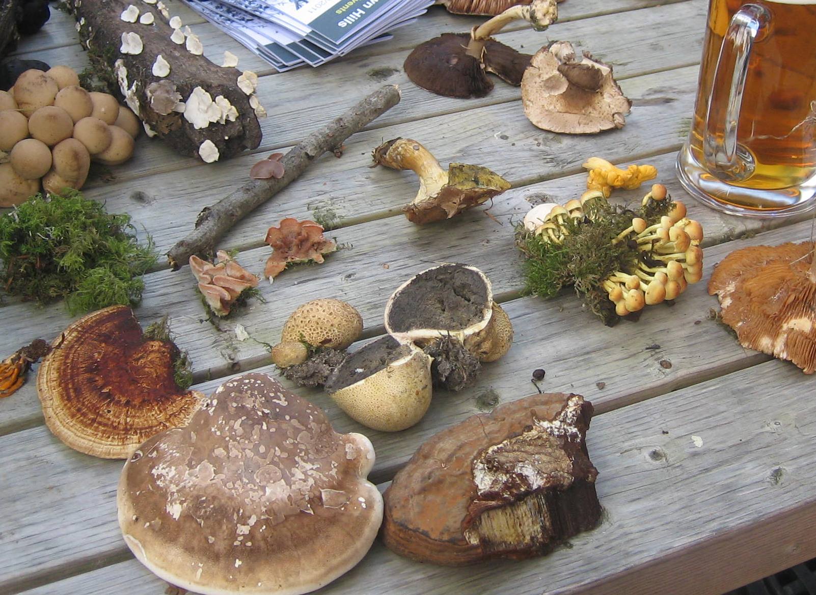 A selection of fungi on a table top