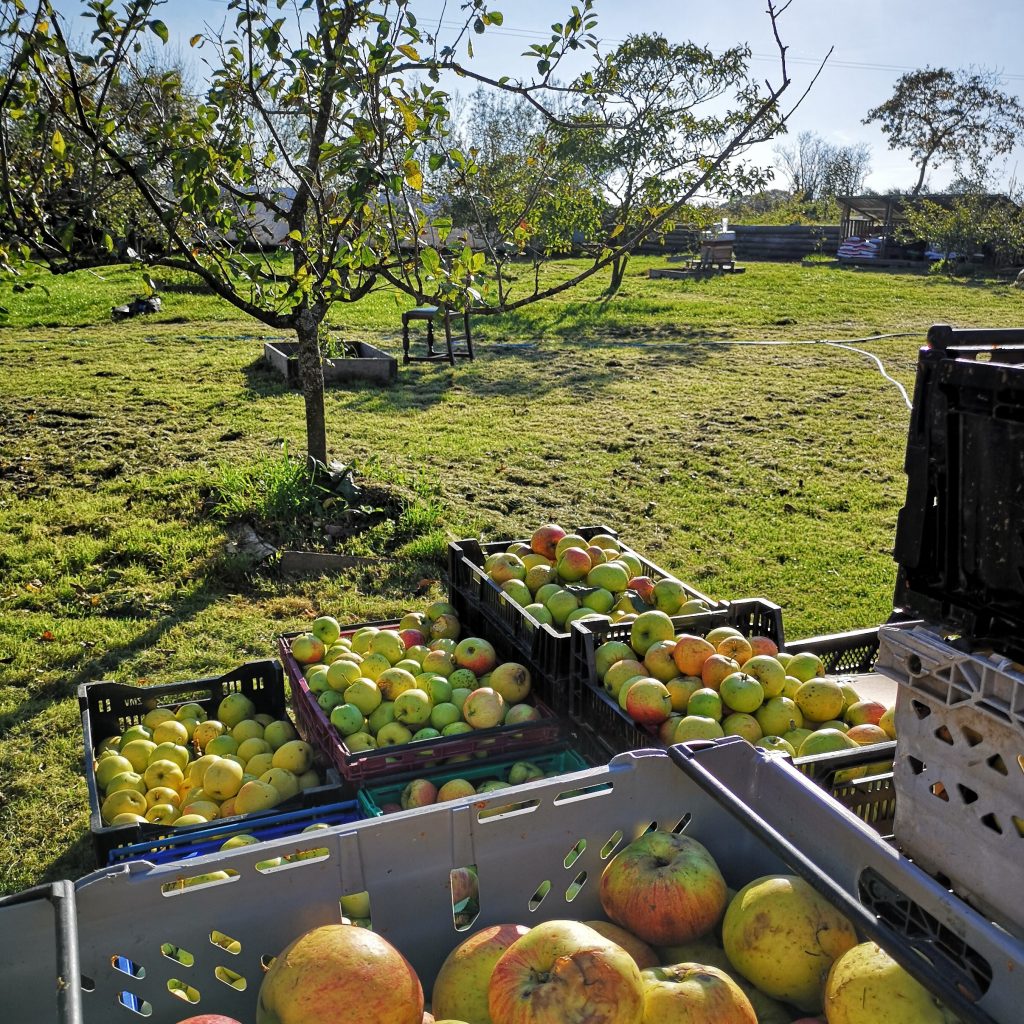 Crates of apples ready for pressing