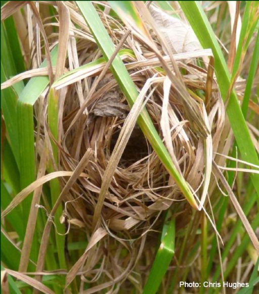 Ball shape next made on blades of long grass