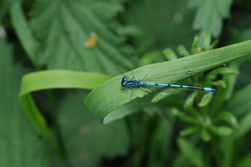 close-up image of a damselfly, bright blue