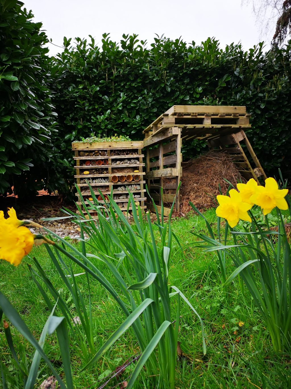 Bee hotel with turf roof and compost bin with daffodils in the foreground