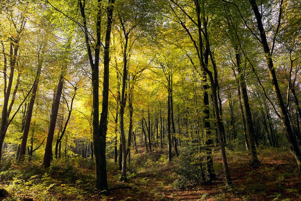 autumnal woodland