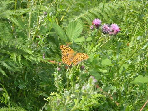 Silver-washed fritillary