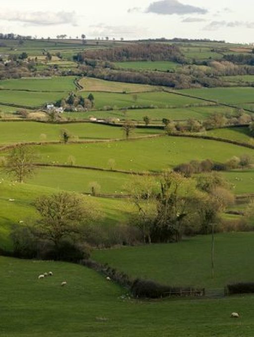 Yarcombe fields and hedgerows