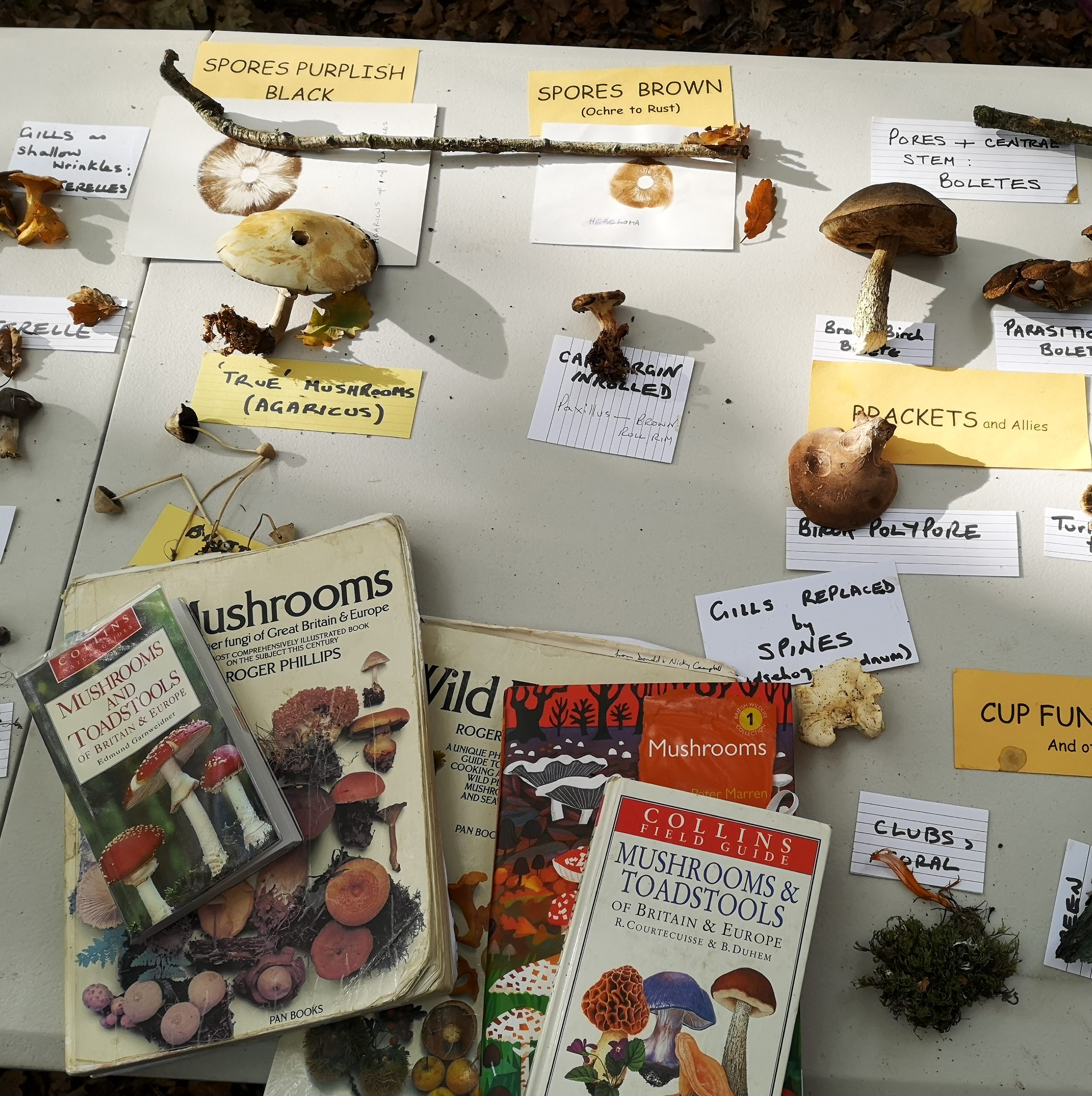 Fungi samples and books