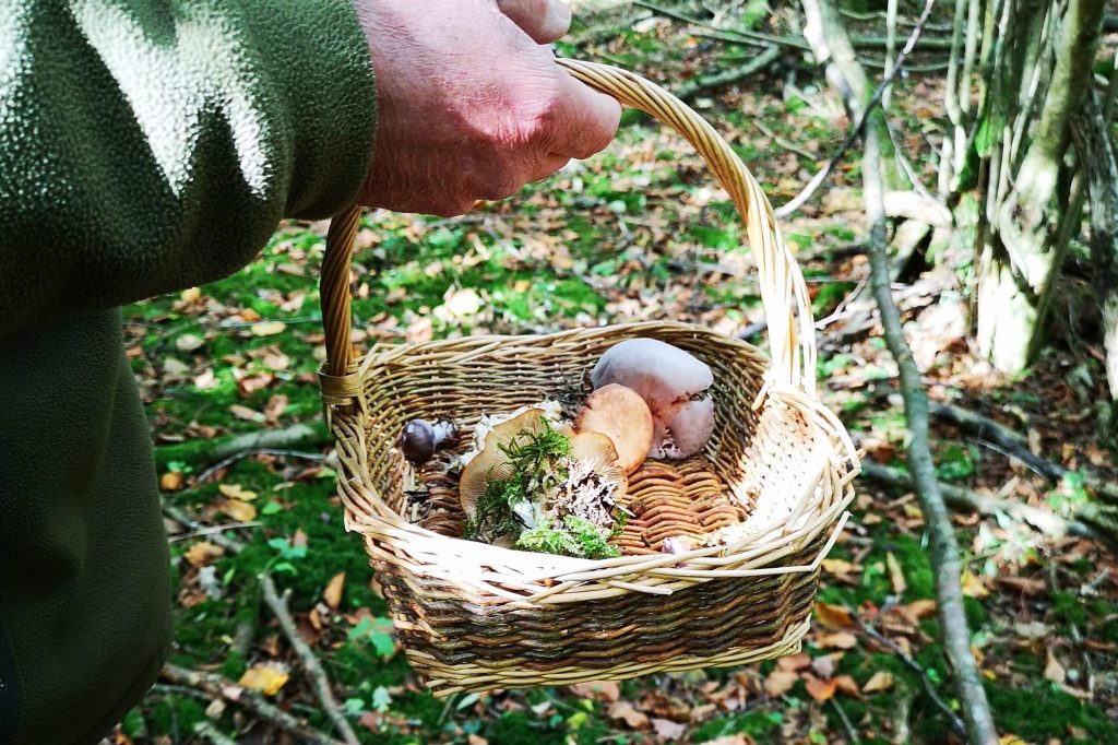 Basket of mushrooms collected at a mushroom foray