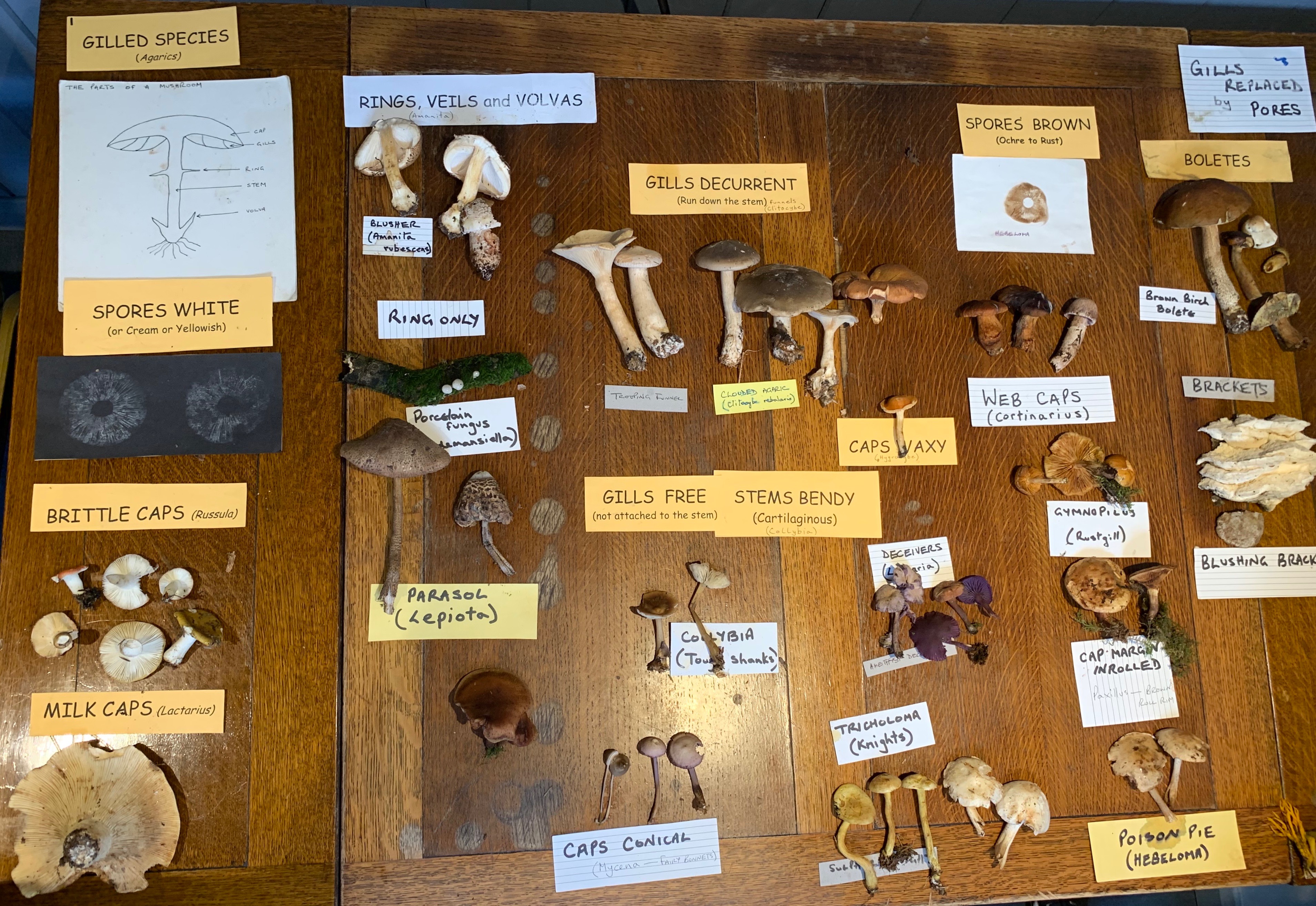Samples of mushrooms, labelled and on display on a table.