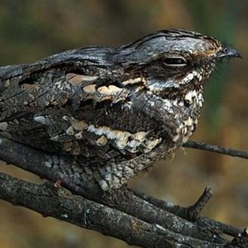 Nightjar close-up