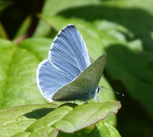 Holly blue butterfly resting on a leaf