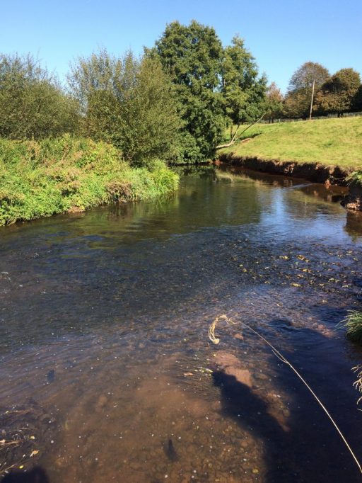 River Culm on a bright sunny day