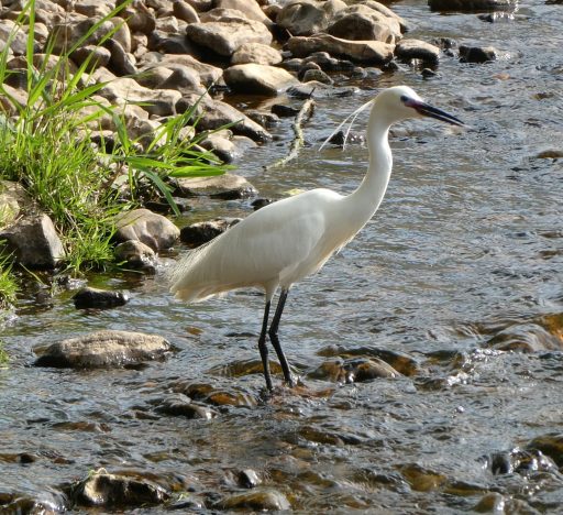 Little Egret wading into shallow water at the river's edge.