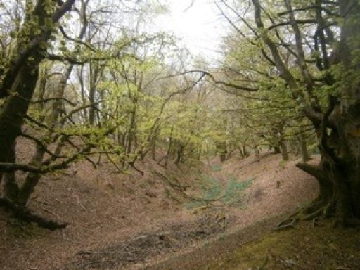Woodland path on a slope