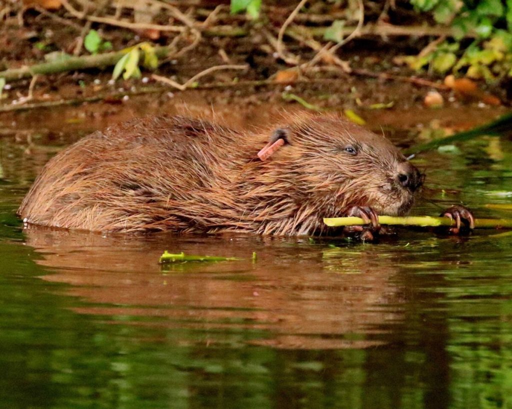 Beaver in water feeding on a peice of willow