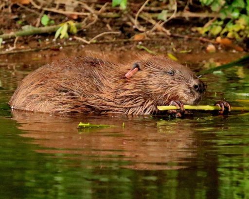 Beaver in water feeding on a piece of willow