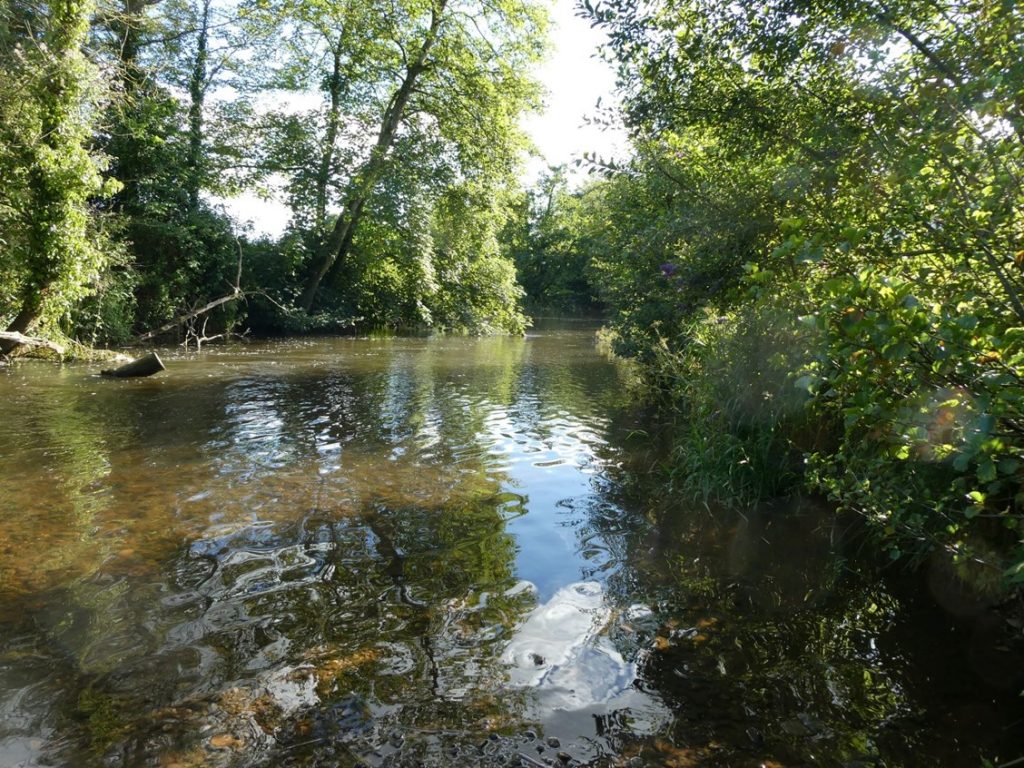 trees lining the banks of the river Culm at Uffculme