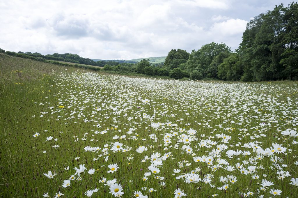 A meadow full of ox-eye daisies.