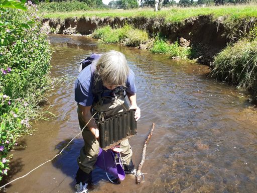 Volunteer checking a crayfish trap.
