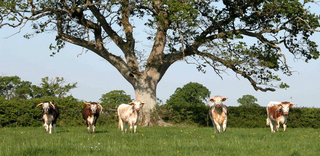 Longhorn cattle standing in front of a tree