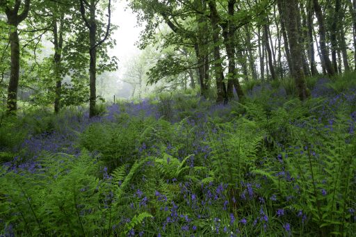Bluebells at Otterford Lakes