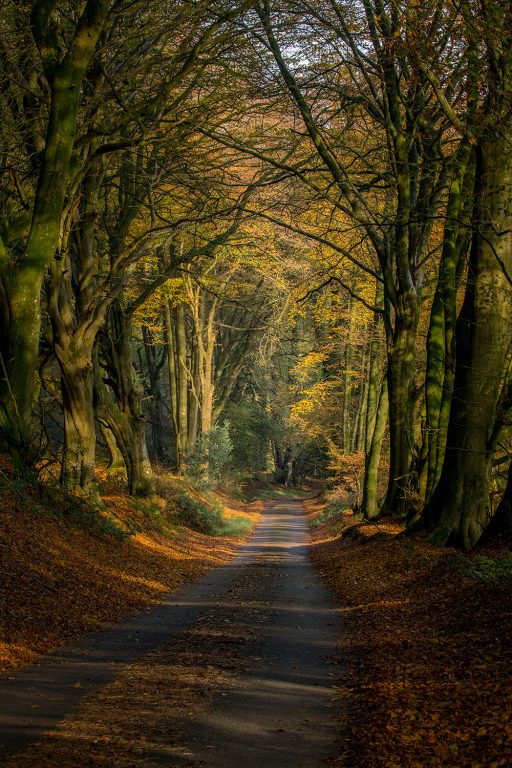Tunnel of trees - Dommett Wood