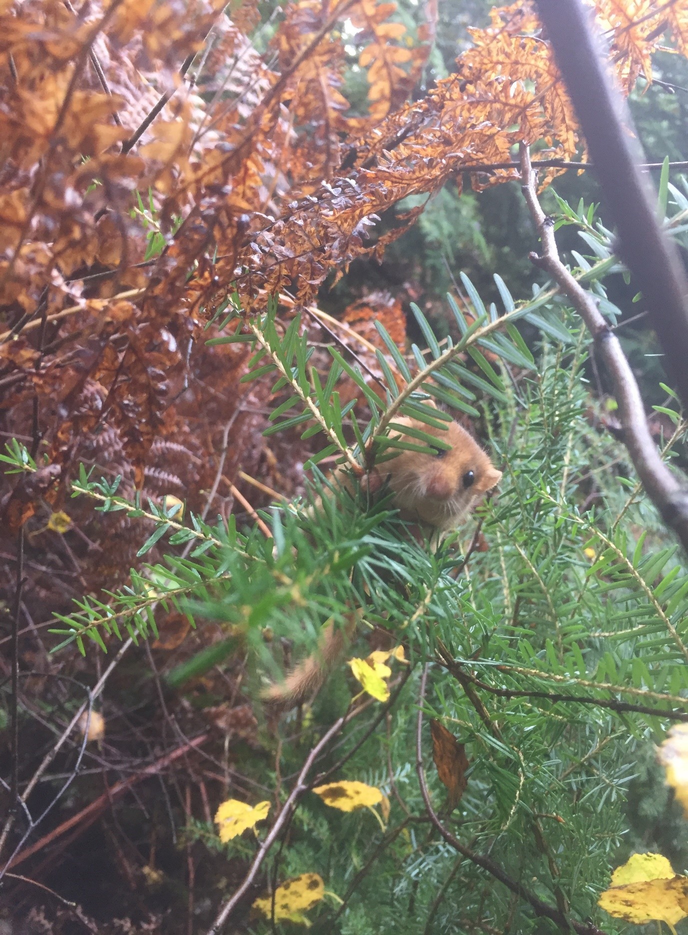 Dormouse sitting on a branch