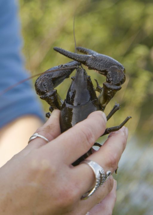 person holding a Crayfish released at an ark site in the Blackdown Hills