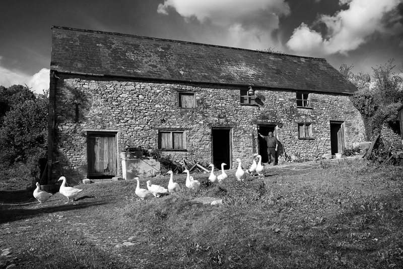 A gaggle of geese in front of a farm house in the Yarty Valley