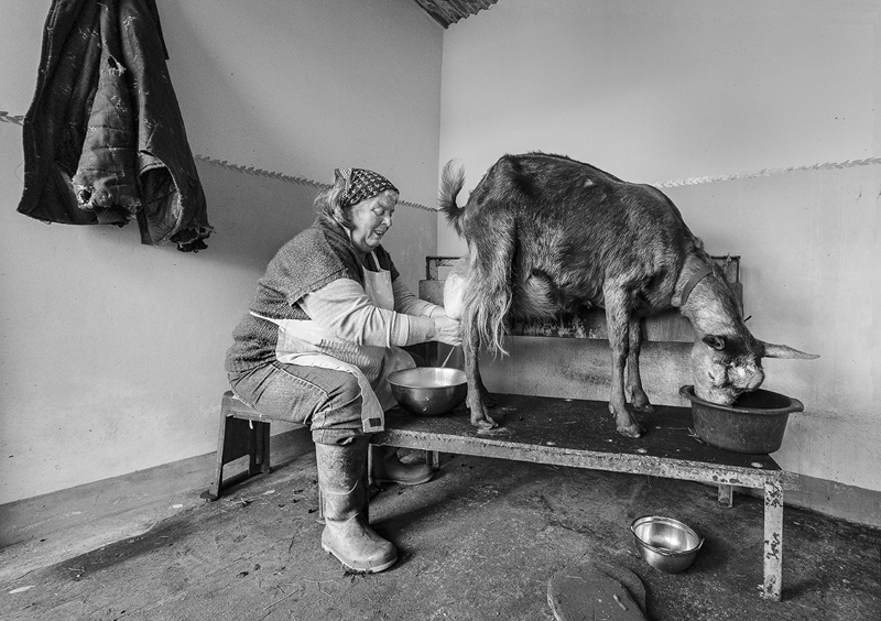 A woman milking a goat by hand.