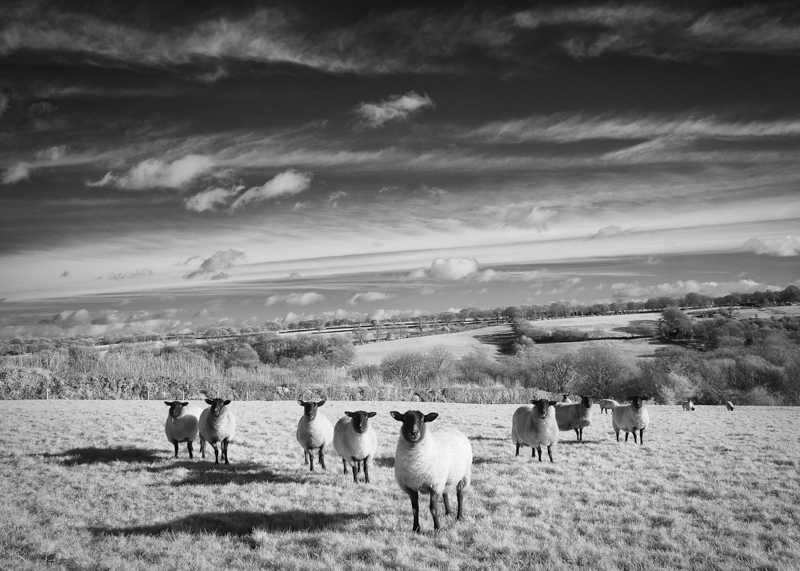 A flock of sheep in with the backdrop of the Blackdown Hills landscape