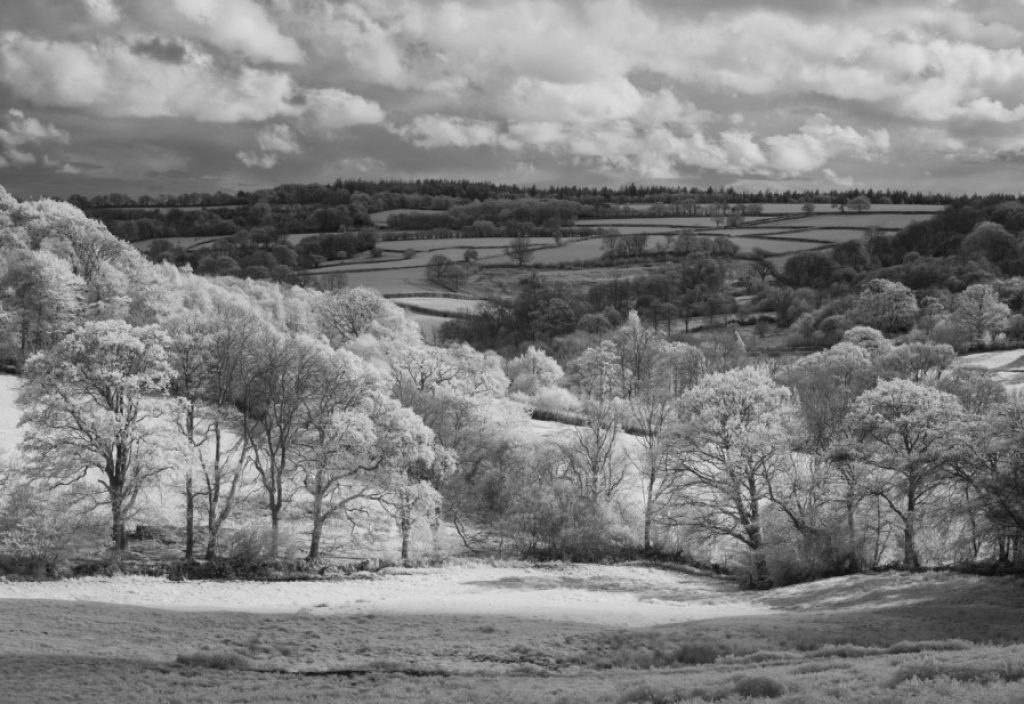 A black and white photograph with trees in the foreground and a patchwork of fields in the background