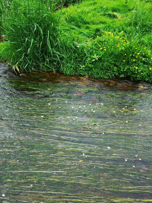 small section of stream with weed growing in the stream