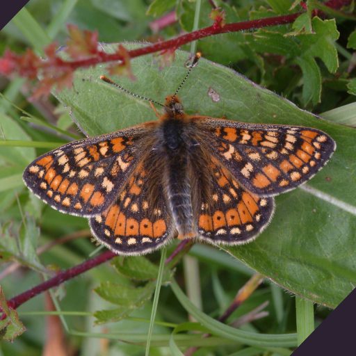 stunning close-up of orange and brown butterfly