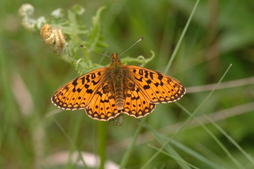 bright orange butterfly sat on a plant