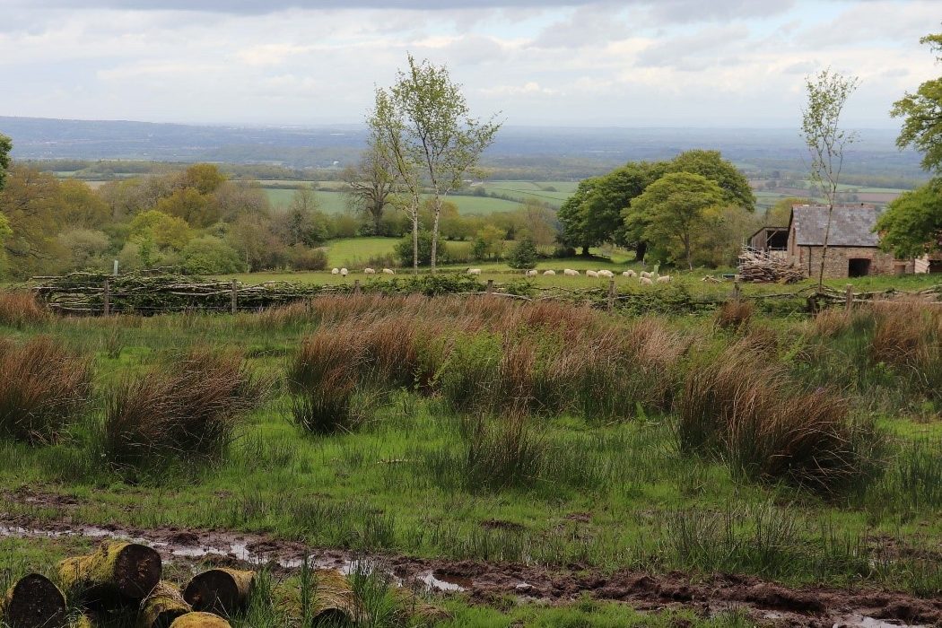 A view across the landscape with fields, sheep, hedgerows and a barn