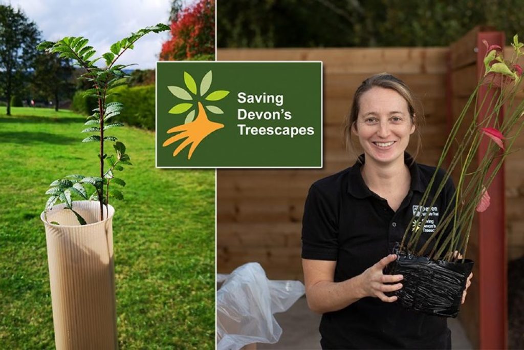 A montage with Saving Devon's Treescapes logo, a young tree planted and a woman holding a tree sapling